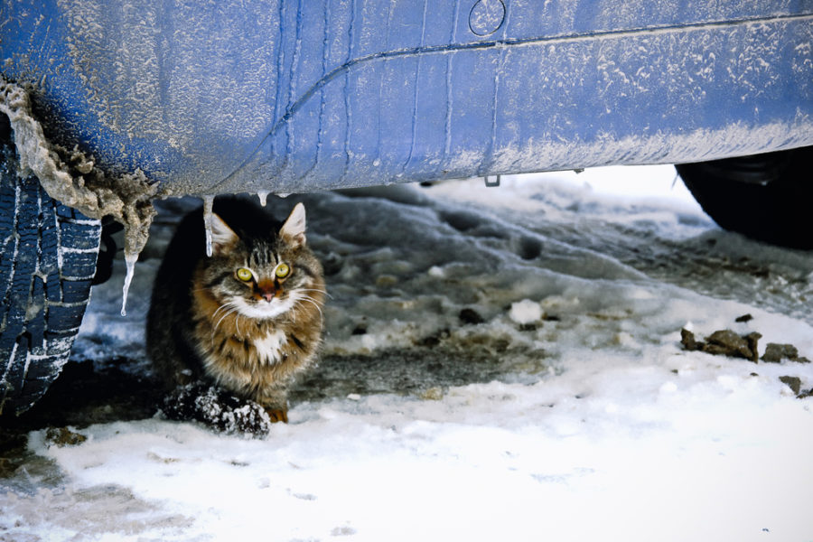 How to build a feral cat shelter