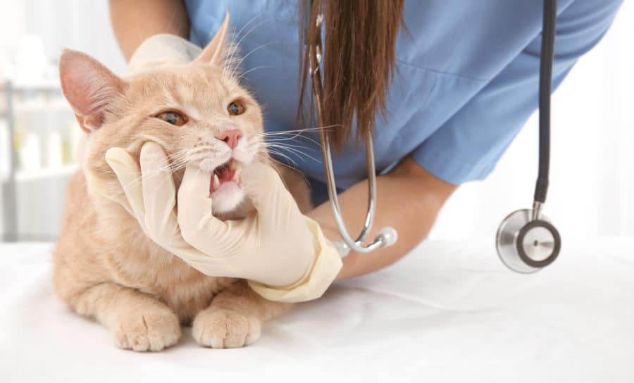 New formula shows promise as a treatment option for oral dysbiosis in cats