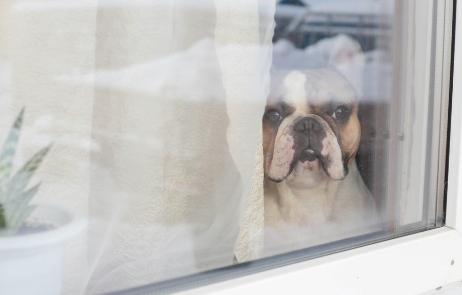 6 steps to resolving separation anxiety in dogs