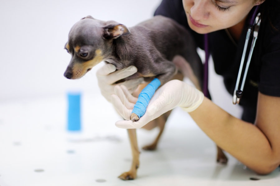 What’s new in animal pain management?