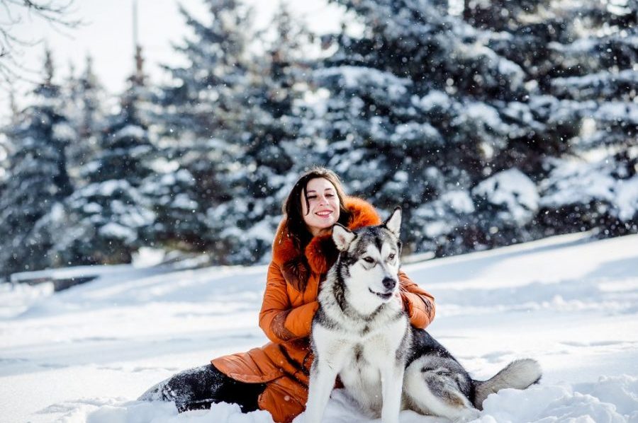 winter activities to enjoy with your dog