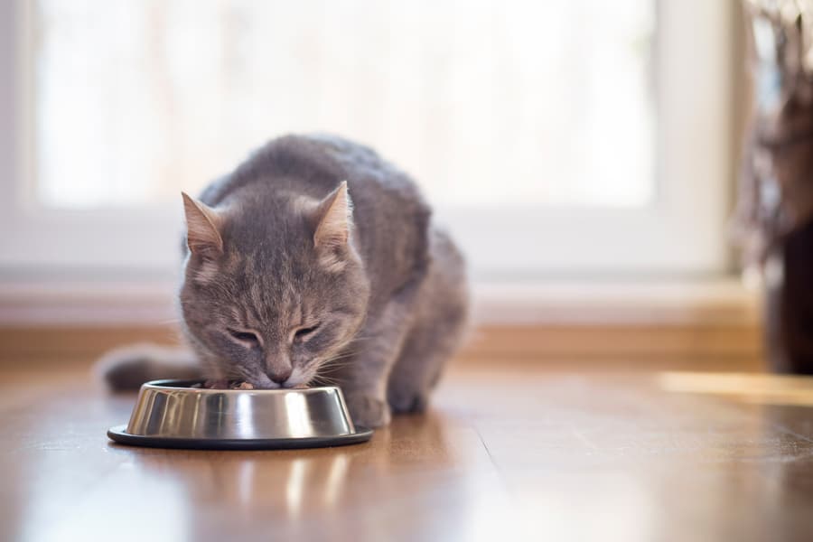 Feeding the indoor cat for health and longevity