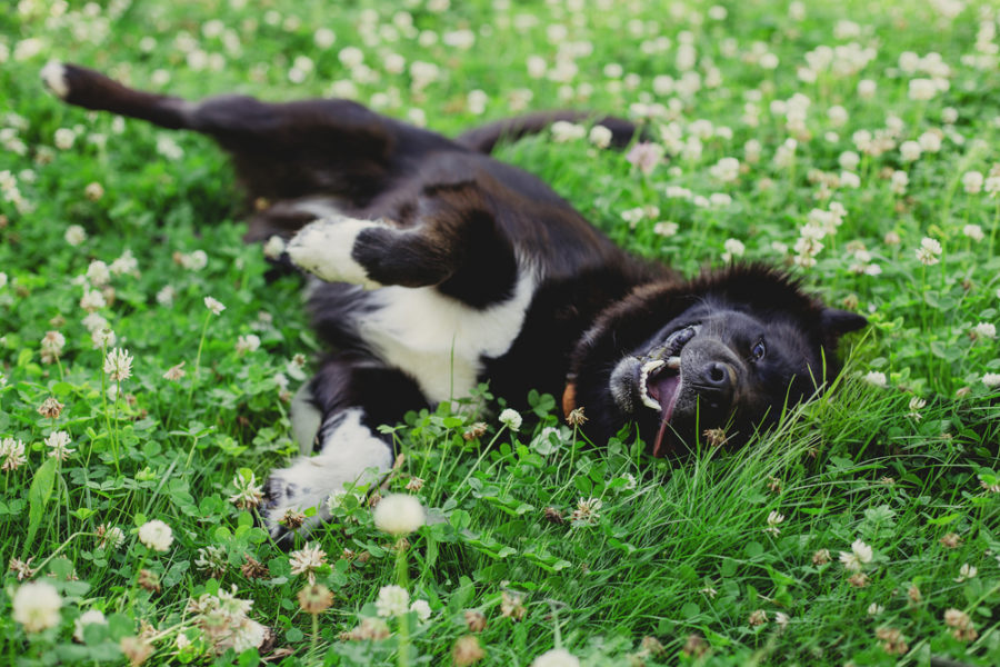 Skin-soothing herbs for your dog or cat