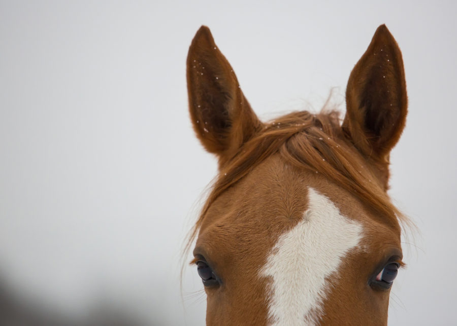 Understanding your horse’s eyes and ears