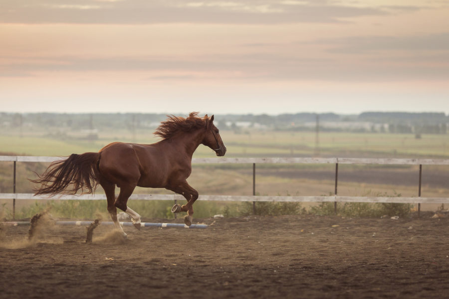 Chondrocytes are the key to healthy joints in horses