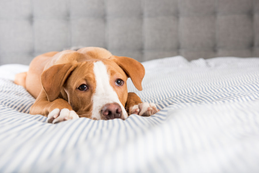 How Homeopathy can help treat seizures in pets