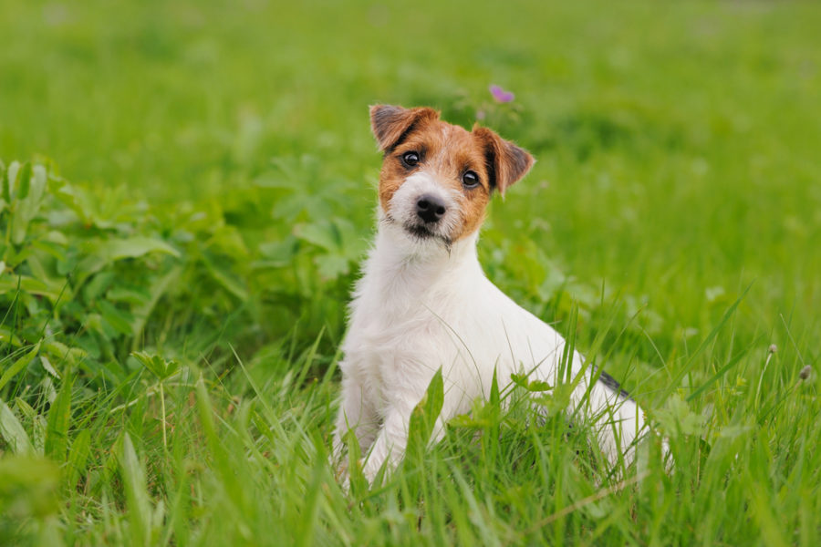 How to kill weeds without harming your pets