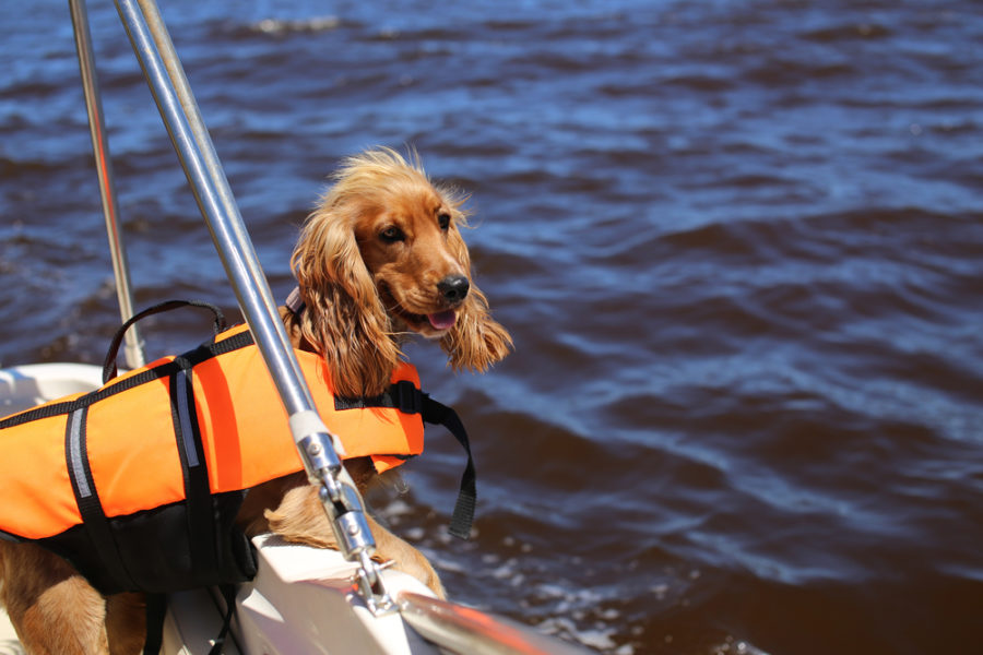 Choosing the right lifejacket for your dog