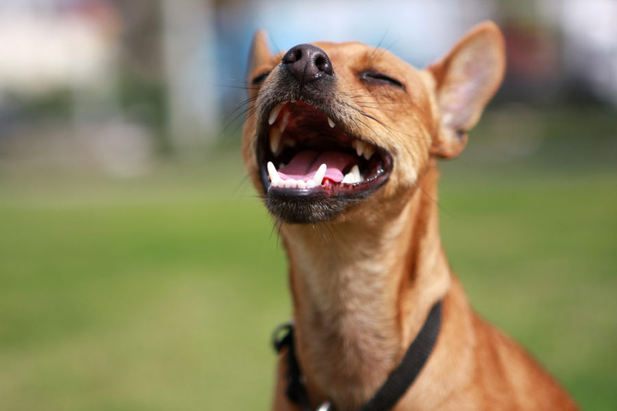 9 nutrients for canine dental disease