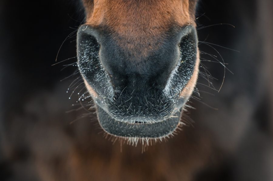 Contagious diseases – how to protect your horse