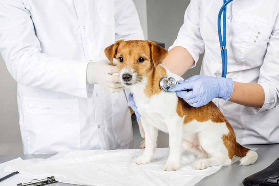 Cancer tests for dogs and cats  