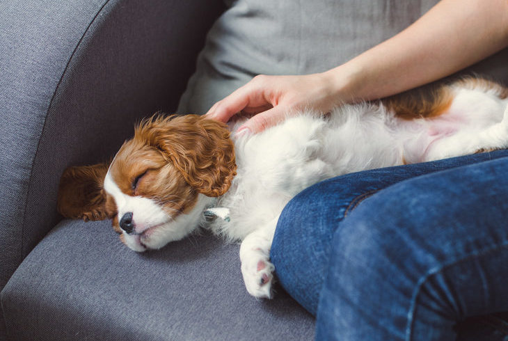 Healing and balancing your dog’s chakras