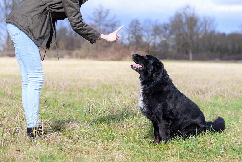 Maintaining your dog’s good behavior