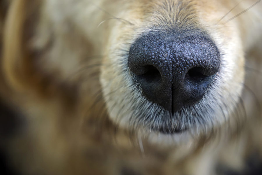 Detection dogs sniff out malaria