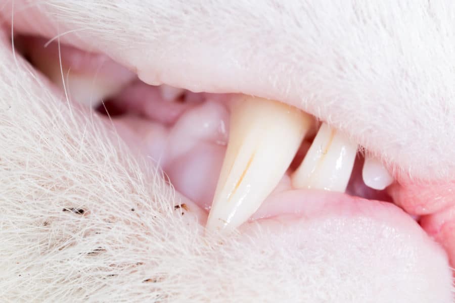 Guided bone regeneration (GBR) in the treatment of cat stomatitis