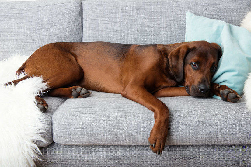 Canine flu – what you need to know