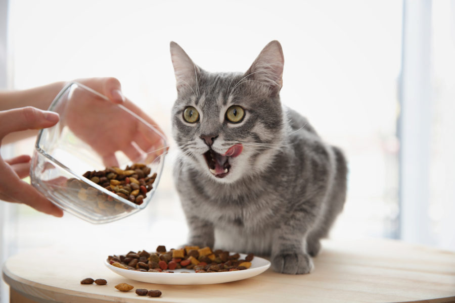 How to properly diversify your cat's diet