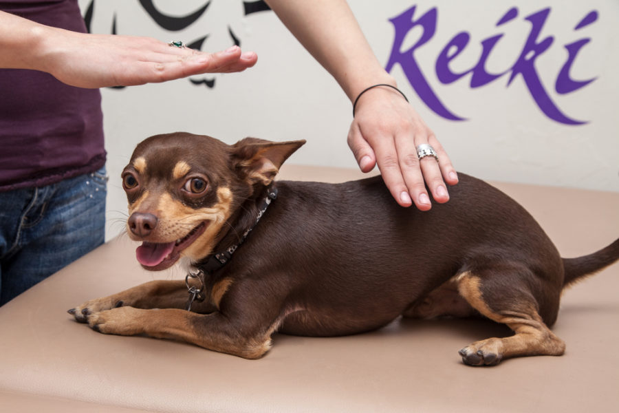 Animal Reiki -- attracting more attention as a healing modality