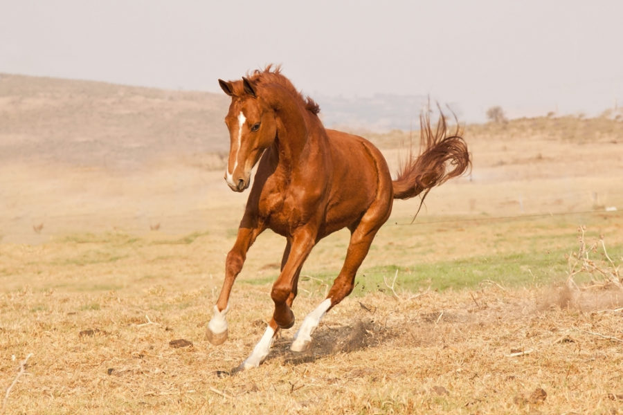 4 reasons your horse’s hooves might be causing him pain