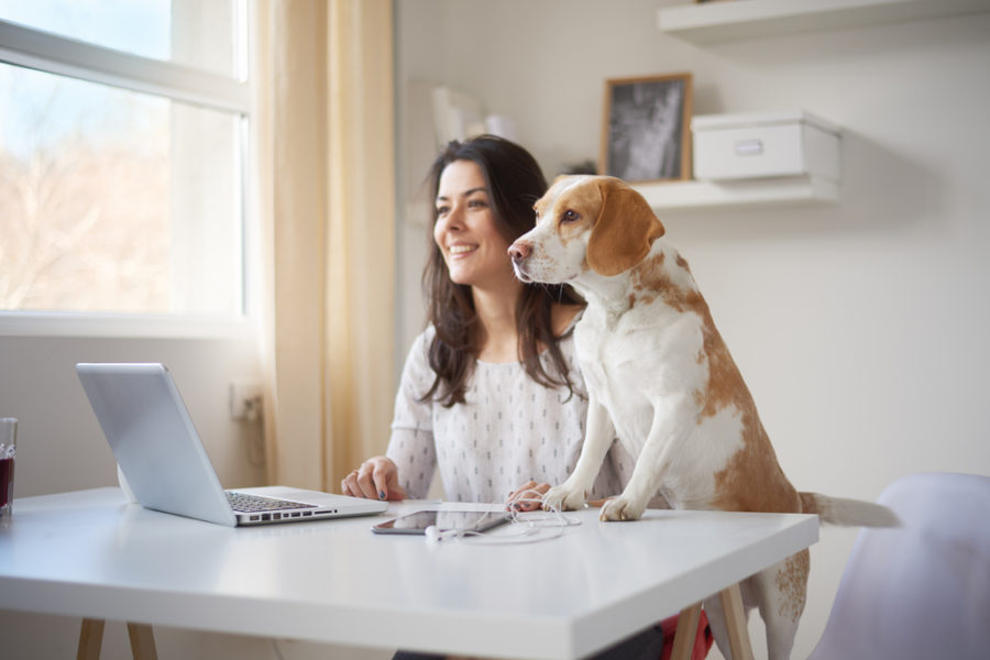 Survey links pet ownership to professional success