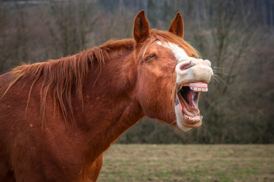 Dental care for senior horses