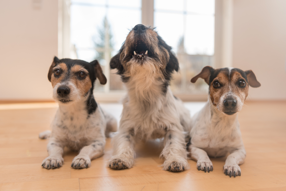 How to handle excessive barking in dogs