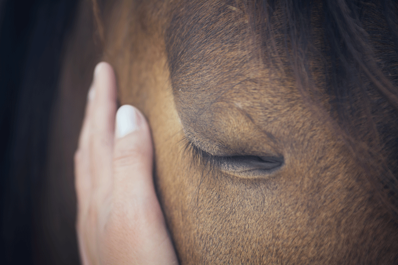 Acupressure for senior horses