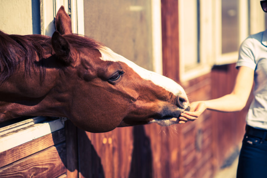 Feeding your horse for immune system health