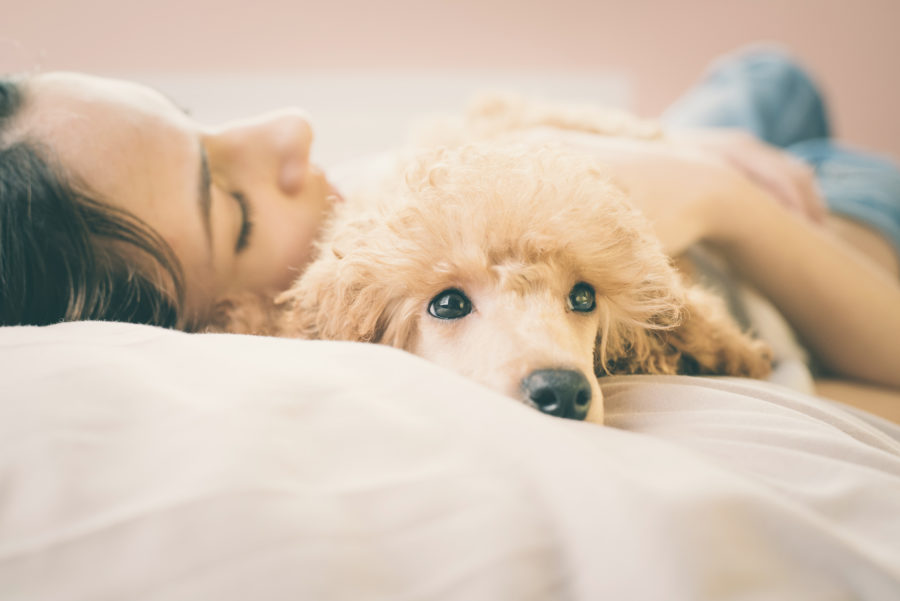 When we love animals “too much” — coping with compassion fatigue