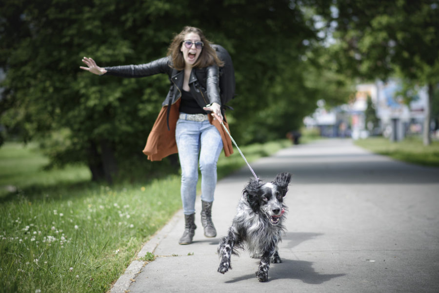 Is your dog walker undoing all your dog’s training?