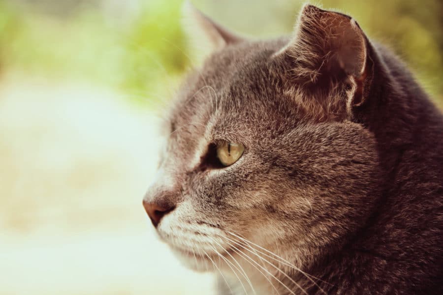 Caring for the arthritic cat