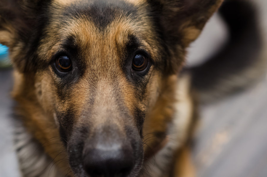 Federal lawmakers introduce bill to protect animals during disasters