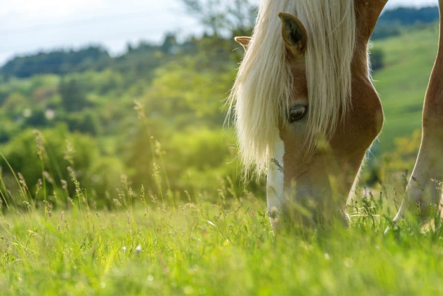 Integrative Treatment of Equine Endocrine Disease