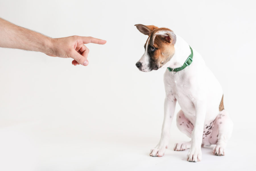 Why dominance-based dog training isn’t the answer