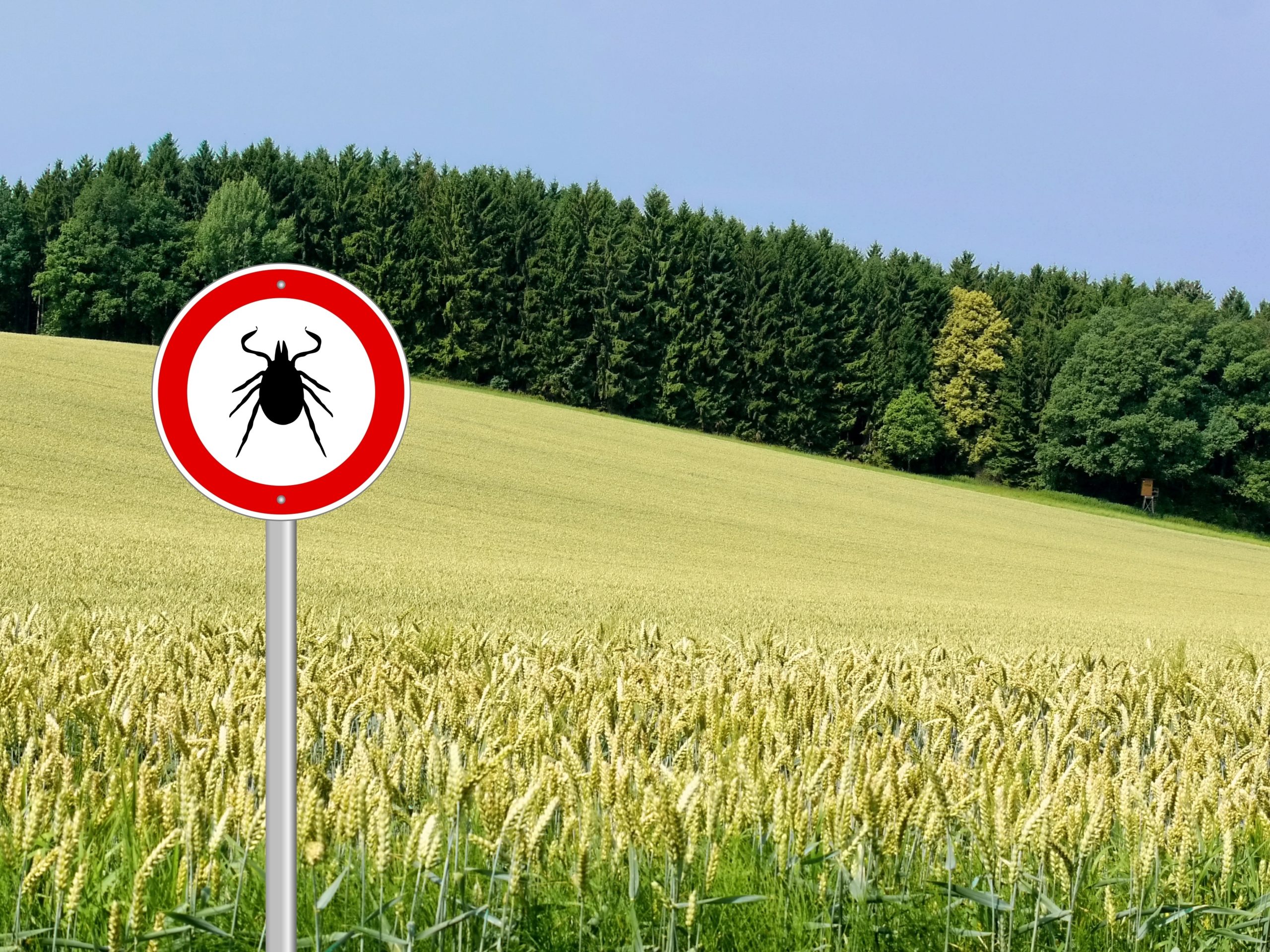 Special Report: Ticks & lyme disease in the equine