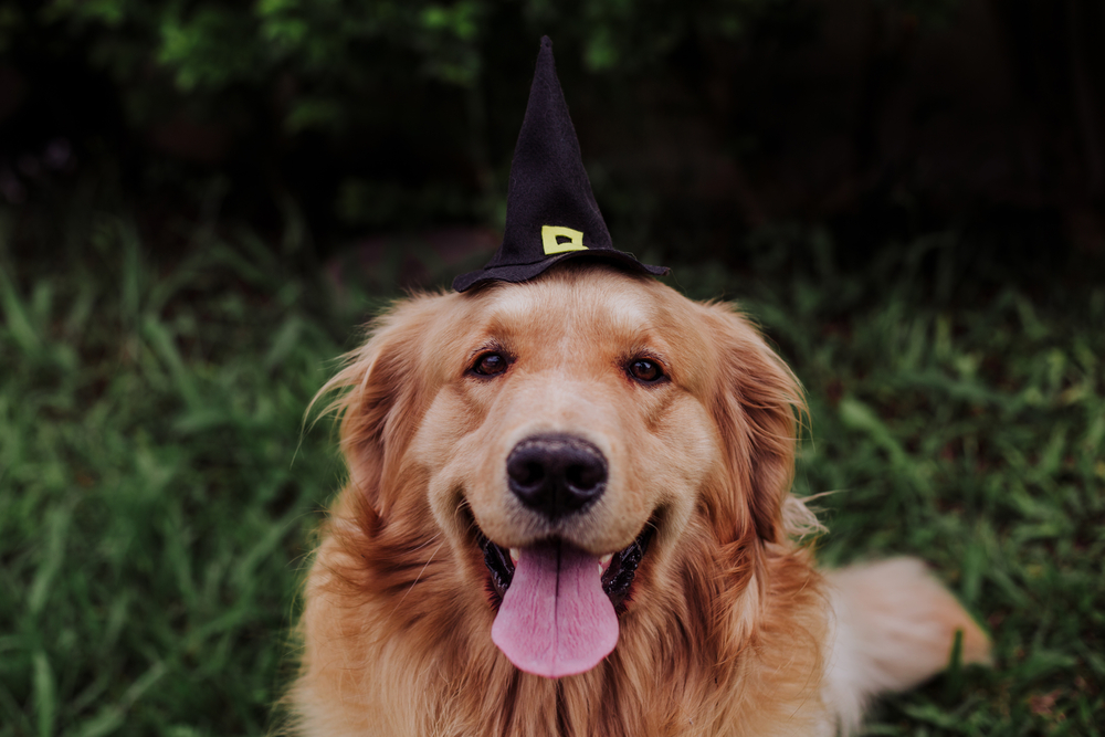 3 tips to help make your dog’s Halloween costume paw-some — and safe