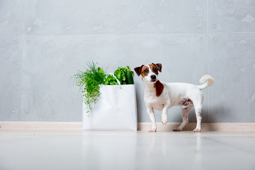 Top 4 herbs for your pet’s dental health