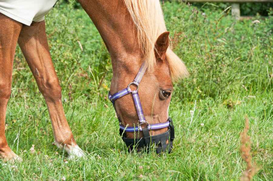 Introducing a grazing muzzle to your horse