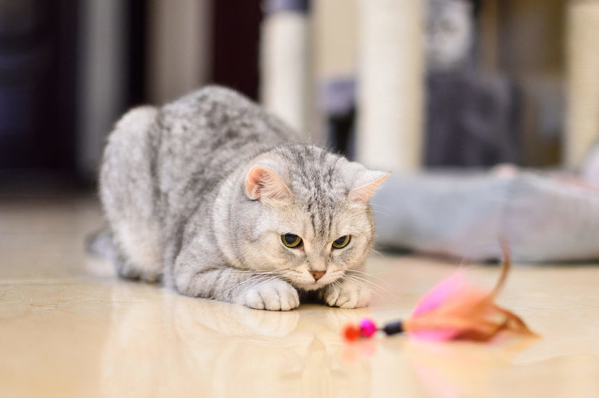 5 alternatives to catnip cat toys