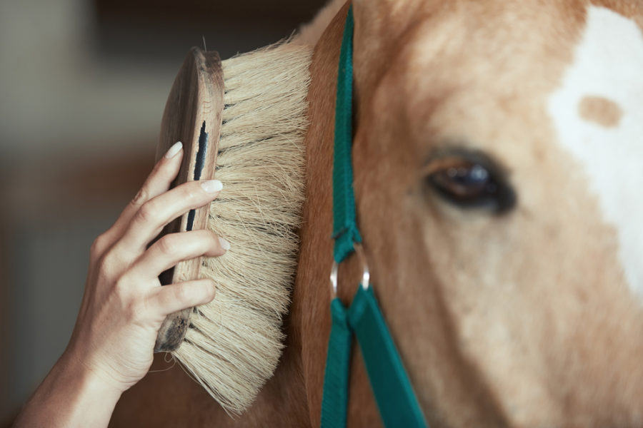 How to make grooming enjoyable