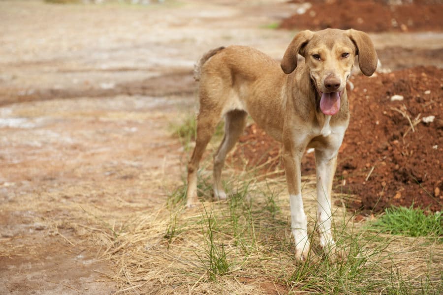 Is your rescue dog too thin?