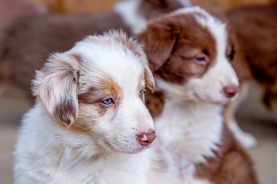 Holistic management for breeders