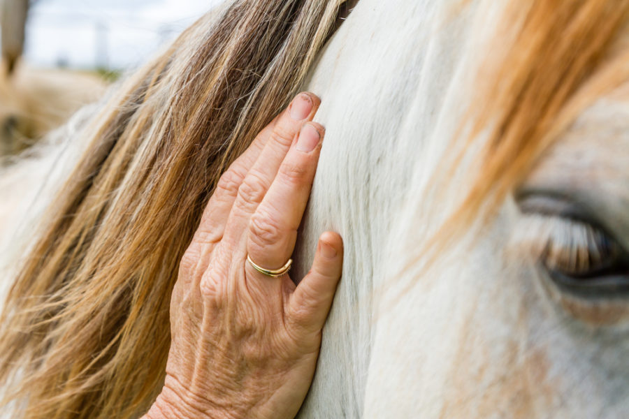 Equi-Bow: body balancing for horses