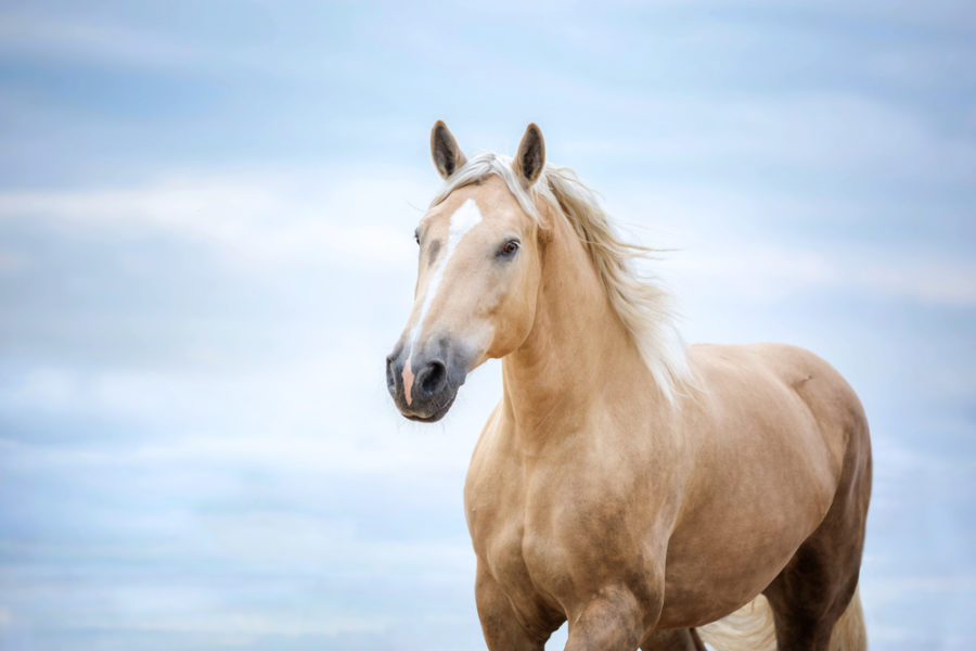 Why amino acids are important to your horse’s diet