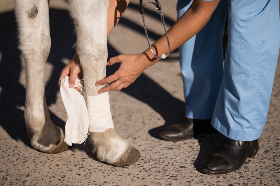 Pros and cons of bandaging horse wounds