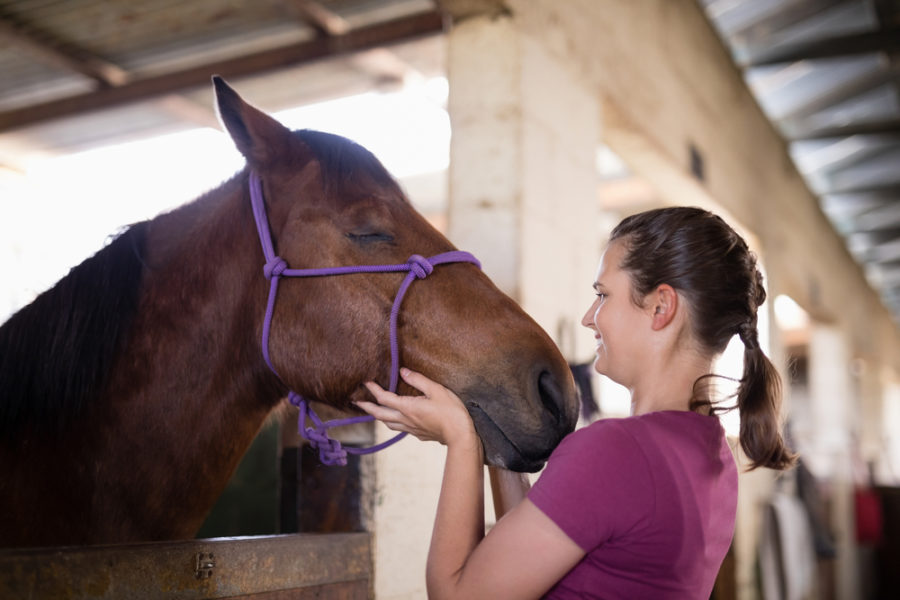 Building your horse’s trust