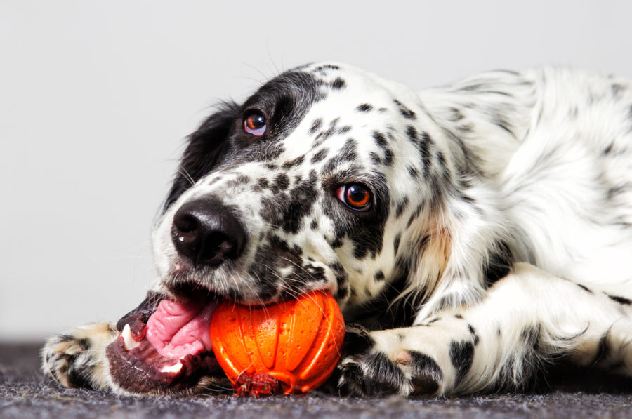 Do’s and don’ts for safe dog toys