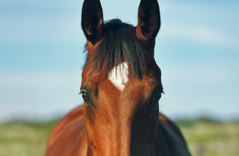 Over $250,000 goes to rehabilitating retired racehorses