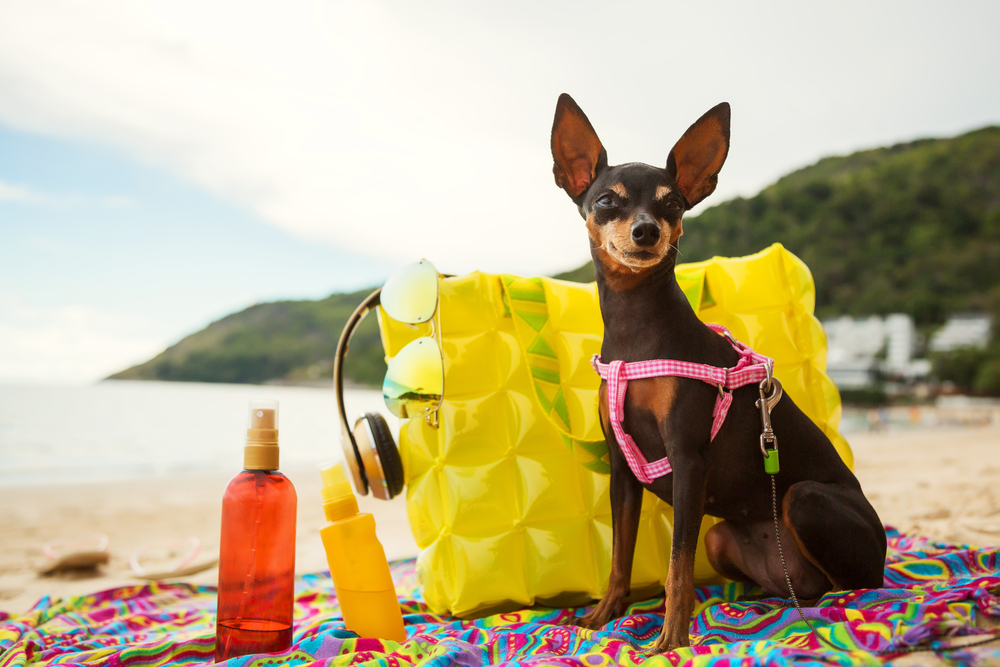 Top tips to protect your dog from the sun