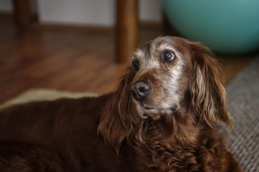 Easy ways to prevent common health issues in senior dogs